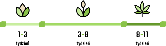 nasiona marihuany automaty