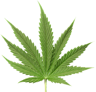 sklep z nasionami marihuany